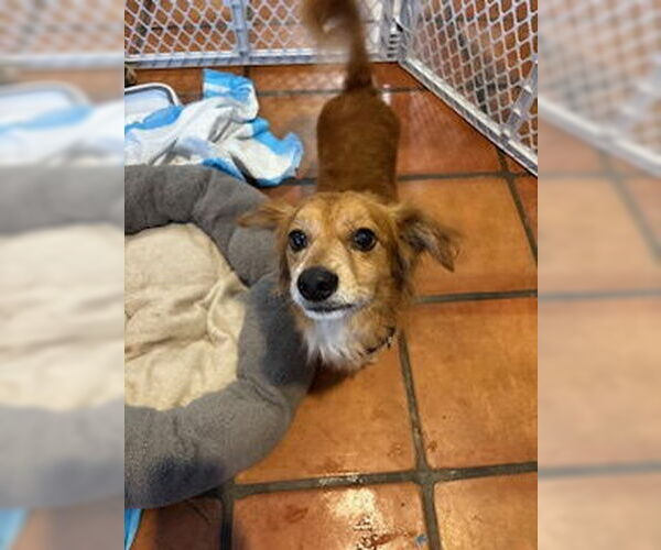 Medium Photo #5 Cocker Spaniel-Dachshund Mix Puppy For Sale in San Diego, CA, USA