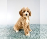 Small #3 Cavapoo (Miniature)