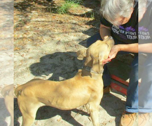 Gilley - Female American Pit Bull Terrier-Labrador Retriever Mix Dog for Adoption - Photo #8