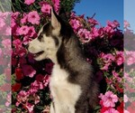 Small Photo #2 Siberian Husky Puppy For Sale in NEWAYGO, MI, USA