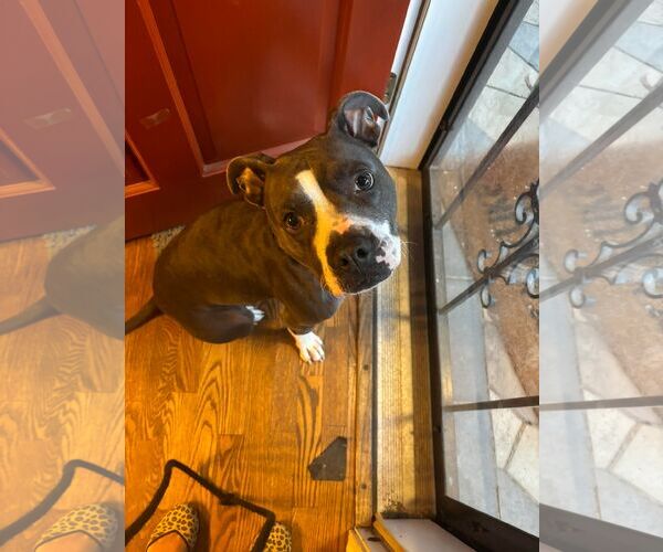 Medium Photo #2 American Pit Bull Terrier Puppy For Sale in Lockport, NY, USA