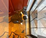 Small #1 American Pit Bull Terrier