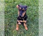 Small #1 German Pinscher-Rottweiler Mix