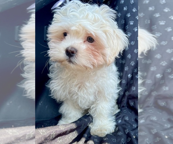 Medium Photo #6 Zuchon Puppy For Sale in RENO, NV, USA