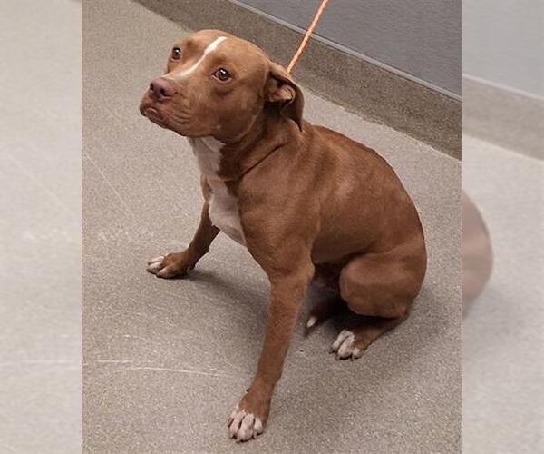 Medium Photo #1 American Pit Bull Terrier-Labrador Retriever Mix Puppy For Sale in Las Vegas, NV, USA