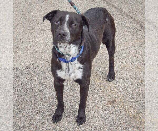 Medium Photo #3 Mutt Puppy For Sale in Huntley, IL, USA