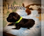 Small Photo #2 Cane Corso Puppy For Sale in SPRING, TX, USA