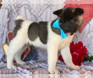 Akita Puppy for sale in LANCASTER, PA, USA