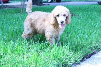 Poodle (Standard) Puppy for sale in DALLAS, TX, USA