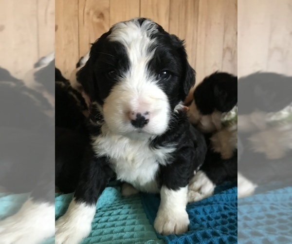 Medium Photo #2 Bernedoodle Puppy For Sale in SHARPSBURG, KY, USA
