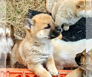 Chow Chow Puppy for sale in FREDERICKSBURG, VA, USA