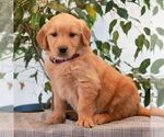 Small #3 Golden Retriever