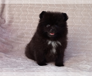 Pomeranian Puppy for sale in WEST PALM BEACH, FL, USA