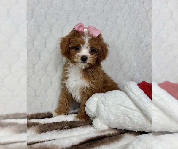 Medium Photo #4 Cavapoo (Miniature) Puppy For Sale in FRANKLIN, IN, USA