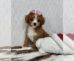 Small #3 Cavapoo (Miniature)