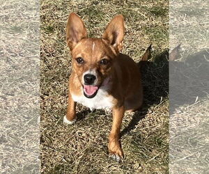 Chihuahua-Unknown Mix Dogs for adoption in Des Moines, IA, USA