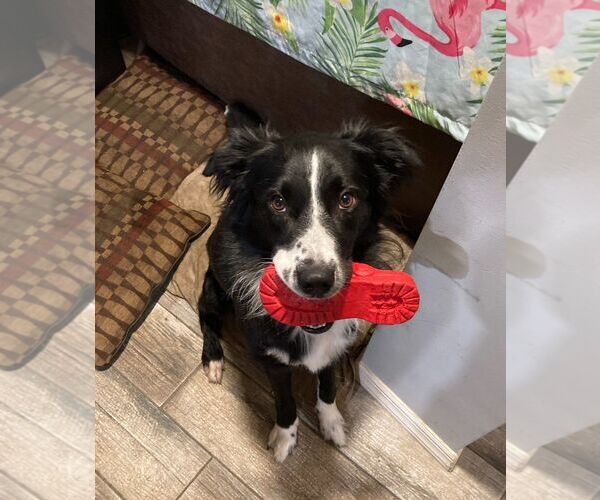 Medium Photo #1 Border Collie Puppy For Sale in Cliffwood, NJ, USA