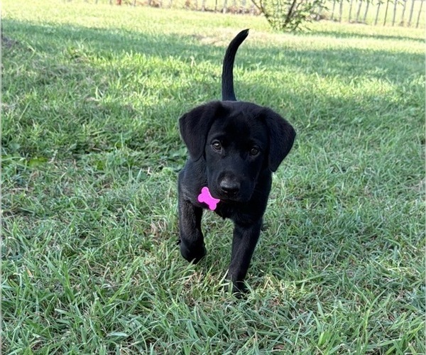 Medium Photo #13 Labrador Retriever Puppy For Sale in COMFORT, TX, USA