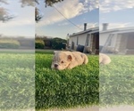 Small #1 English Bulldog