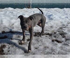 Mutt Dogs for adoption in Springfield, MA, USA