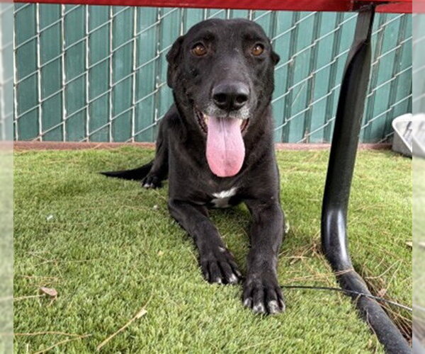 Medium Photo #3 Labrador Retriever-Unknown Mix Puppy For Sale in San Bernardino, CA, USA