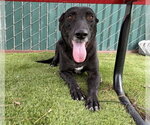 Small #2 Labrador Retriever Mix