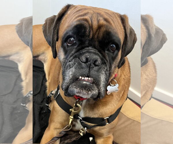 Medium Photo #7 Boxer Puppy For Sale in Woodbury, MN, USA