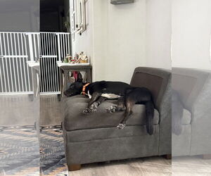 Milo - Male Mutt Dog for Adoption - Photo #4