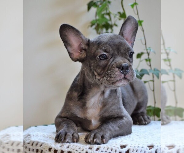 Medium Photo #1 Faux Frenchbo Bulldog Puppy For Sale in FREDERICKSBG, OH, USA