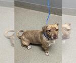 Small Staffordshire Bull Terrier Mix