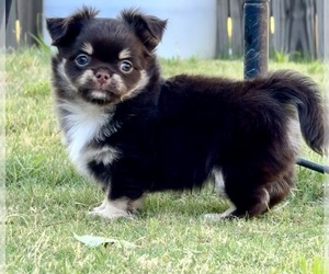 Chihuahua Puppy for sale in OAKWOOD, GA, USA