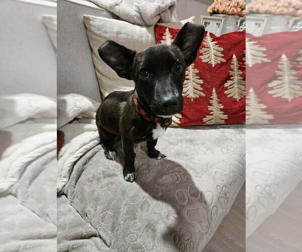 Medium Photo #4 Chihuahua-Labrador Retriever Mix Puppy For Sale in Brewster, NY, USA