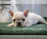 Puppy Oswald French Bulldog