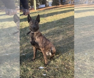 Mother of the Dutch Shepherd Dog puppies born on 01/09/2026