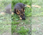 Small #17 German Shepherd Dog