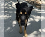 Small German Shepherd Dog Mix