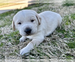Maltese Puppy for sale in WASHBURN, MO, USA