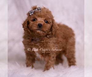 Medium Maltipoo (Miniature)