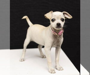 Chihuahua-Unknown Mix Dogs for adoption in Oakley , CA, USA