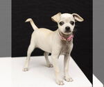Small Chihuahua Mix