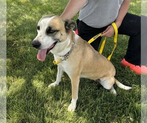Mutt Dogs for adoption in Macon, MO, USA