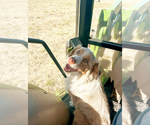 Small Photo #1 Miniature Schnauzzie Puppy For Sale in RICHLAND, MO, USA