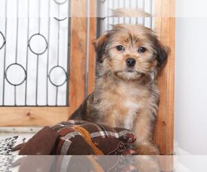 Shorkie Tzu Puppy for sale in NAPLES, FL, USA