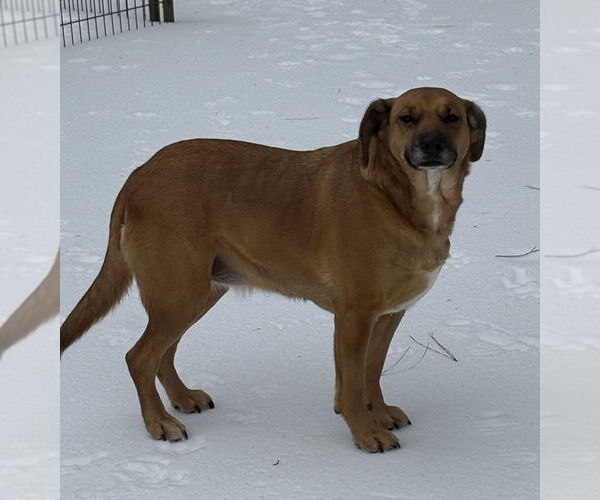 Medium Photo #2 Mutt Puppy For Sale in Boston, MA, USA