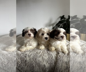 Maltipoo Litter for sale in INVERNESS, IL, USA