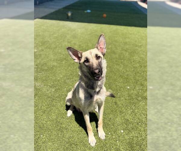Medium Photo #2 German Shepherd Dog Puppy For Sale in Phoenix, AZ, USA