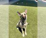 Small #1 German Shepherd Dog