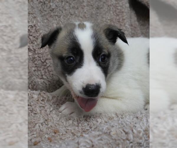 Medium Photo #2 Border Collie-Unknown Mix Puppy For Sale in Thief River Falls, MN, USA