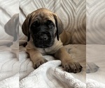 Puppy Silver Mastiff