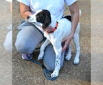 Small #3 Great Pyrenees-Pointer Mix